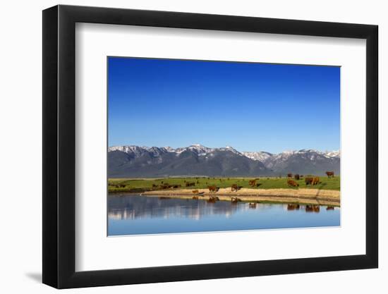 Red Angus Beef Cattle Graze in Pasture, Mission Valley, Montana, Usa-Chuck Haney-Framed Photographic Print