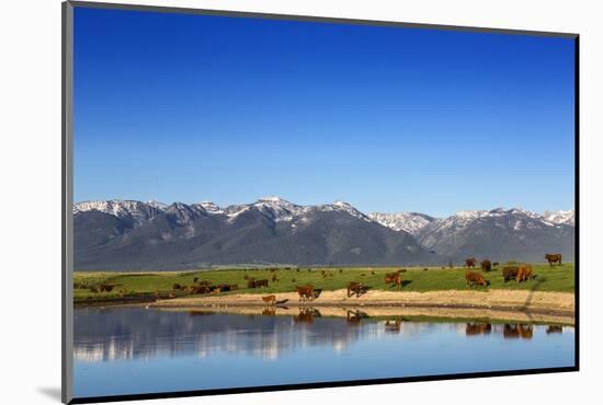 Red Angus Beef Cattle Graze in Pasture, Mission Valley, Montana, Usa-Chuck Haney-Mounted Photographic Print