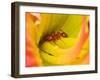 Red Ant-Adam Jones-Framed Premium Photographic Print