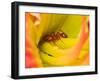 Red Ant-Adam Jones-Framed Premium Photographic Print