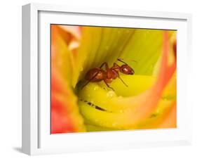Red Ant-Adam Jones-Framed Premium Photographic Print