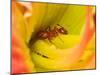 Red Ant-Adam Jones-Mounted Premium Photographic Print