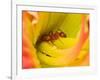 Red Ant-Adam Jones-Framed Photographic Print