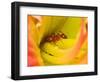 Red Ant-Adam Jones-Framed Photographic Print