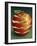 Red Apple-Harro Maass-Framed Giclee Print