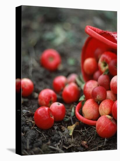 Red Apples Falling out of a Red Basket-Per Ranung-Stretched Canvas