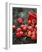 Red Apples Falling out of a Red Basket-Per Ranung-Framed Photographic Print