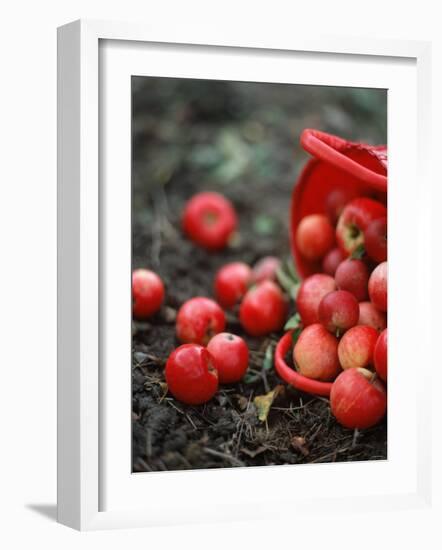 Red Apples Falling out of a Red Basket-Per Ranung-Framed Photographic Print