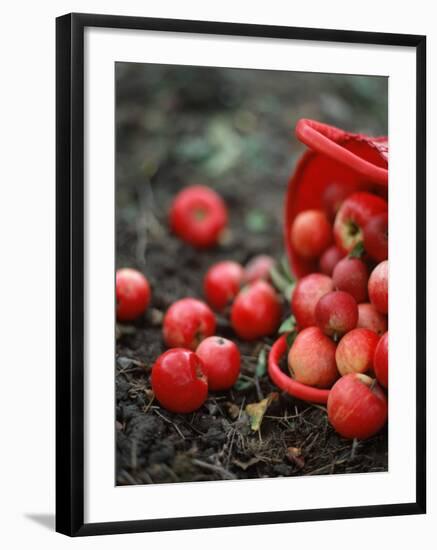 Red Apples Falling out of a Red Basket-Per Ranung-Framed Photographic Print