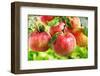 Red Apples-Nitr-Framed Photographic Print