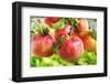 Red Apples-Nitr-Framed Photographic Print