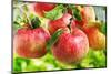 Red Apples-Nitr-Mounted Photographic Print