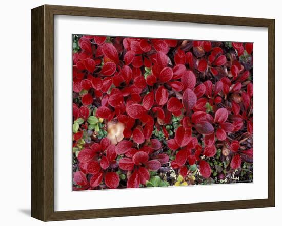 Red Arctic Tundra, Gates of the Arctic National Park, Alaska, USA-Paul Souders-Framed Photographic Print