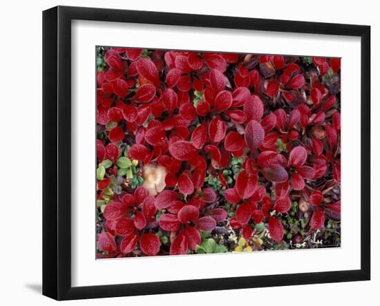 Red Arctic Tundra, Gates of the Arctic National Park, Alaska, USA-Paul Souders-Framed Photographic Print