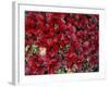 Red Arctic Tundra, Gates of the Arctic National Park, Alaska, USA-Paul Souders-Framed Photographic Print