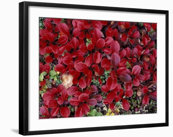 Red Arctic Tundra, Gates of the Arctic National Park, Alaska, USA-Paul Souders-Framed Photographic Print