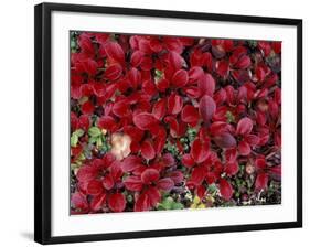 Red Arctic Tundra, Gates of the Arctic National Park, Alaska, USA-Paul Souders-Framed Photographic Print