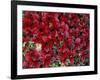 Red Arctic Tundra, Gates of the Arctic National Park, Alaska, USA-Paul Souders-Framed Photographic Print