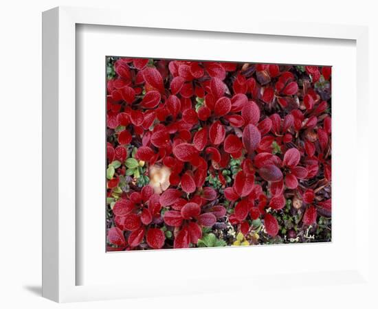 Red Arctic Tundra, Gates of the Arctic National Park, Alaska, USA-Paul Souders-Framed Photographic Print