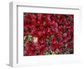 Red Arctic Tundra, Gates of the Arctic National Park, Alaska, USA-Paul Souders-Framed Photographic Print