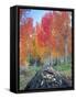 Red Aspen Grove, Boulder Mountain, Dixie National Forest, Utah, USA-Scott T^ Smith-Framed Stretched Canvas