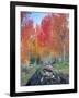 Red Aspen Grove, Boulder Mountain, Dixie National Forest, Utah, USA-Scott T^ Smith-Framed Premium Photographic Print