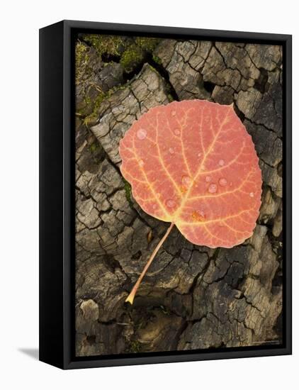 Red Aspen Leaf with Water Drops, Near Telluride, Colorado, United States of America, North America-James Hager-Framed Stretched Canvas