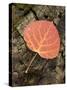 Red Aspen Leaf with Water Drops, Near Telluride, Colorado, United States of America, North America-James Hager-Stretched Canvas