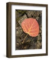 Red Aspen Leaf with Water Drops, Near Telluride, Colorado, United States of America, North America-James Hager-Framed Photographic Print