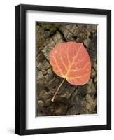 Red Aspen Leaf with Water Drops, Near Telluride, Colorado, United States of America, North America-James Hager-Framed Photographic Print