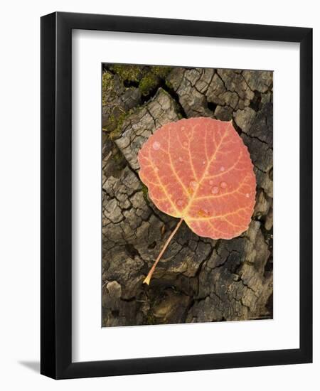 Red Aspen Leaf with Water Drops, Near Telluride, Colorado, United States of America, North America-James Hager-Framed Photographic Print