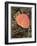 Red Aspen Leaf with Water Drops, Near Telluride, Colorado, United States of America, North America-James Hager-Framed Photographic Print