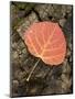 Red Aspen Leaf with Water Drops, Near Telluride, Colorado, United States of America, North America-James Hager-Mounted Photographic Print