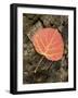 Red Aspen Leaf with Water Drops, Near Telluride, Colorado, United States of America, North America-James Hager-Framed Photographic Print