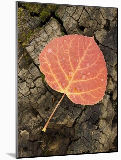 Red Aspen Leaf with Water Drops, Near Telluride, Colorado, United States of America, North America-James Hager-Mounted Photographic Print