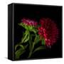 Red Aster I-Magda Indigo-Framed Stretched Canvas