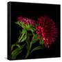 Red Aster I-Magda Indigo-Framed Stretched Canvas