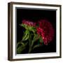 Red Aster I-Magda Indigo-Framed Photographic Print