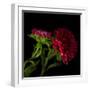 Red Aster I-Magda Indigo-Framed Photographic Print