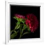 Red Aster I-Magda Indigo-Framed Photographic Print