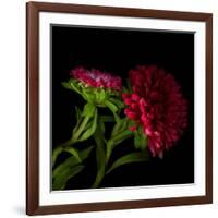 Red Aster I-Magda Indigo-Framed Photographic Print