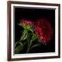 Red Aster I-Magda Indigo-Framed Photographic Print