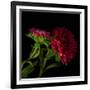 Red Aster I-Magda Indigo-Framed Photographic Print