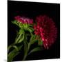 Red Aster I-Magda Indigo-Mounted Photographic Print