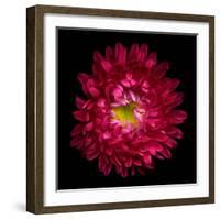 Red Aster II-Magda Indigo-Framed Photographic Print