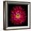 Red Aster II-Magda Indigo-Framed Photographic Print