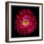 Red Aster II-Magda Indigo-Framed Photographic Print