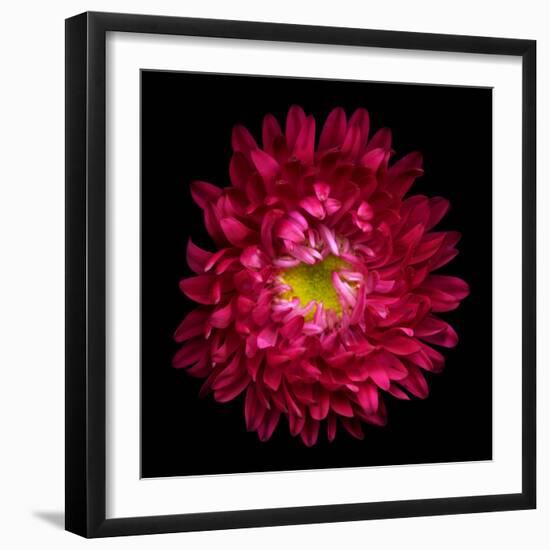 Red Aster II-Magda Indigo-Framed Photographic Print