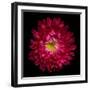 Red Aster II-Magda Indigo-Framed Photographic Print