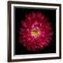 Red Aster II-Magda Indigo-Framed Photographic Print